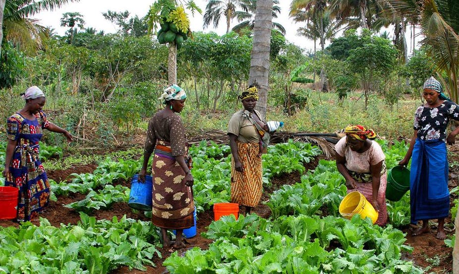 14 Million Farmers to Benefit as AfDB, IITA Launch $16.6m Climate-Resilient Agriculture Initiative